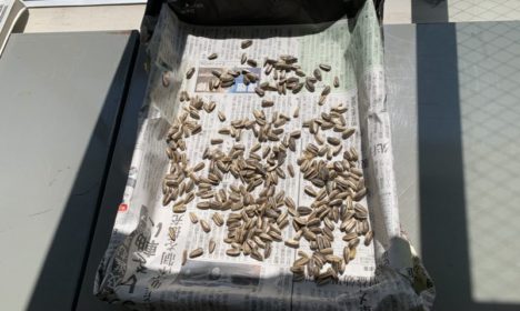 はるかのひまわり絆プロジェクト２